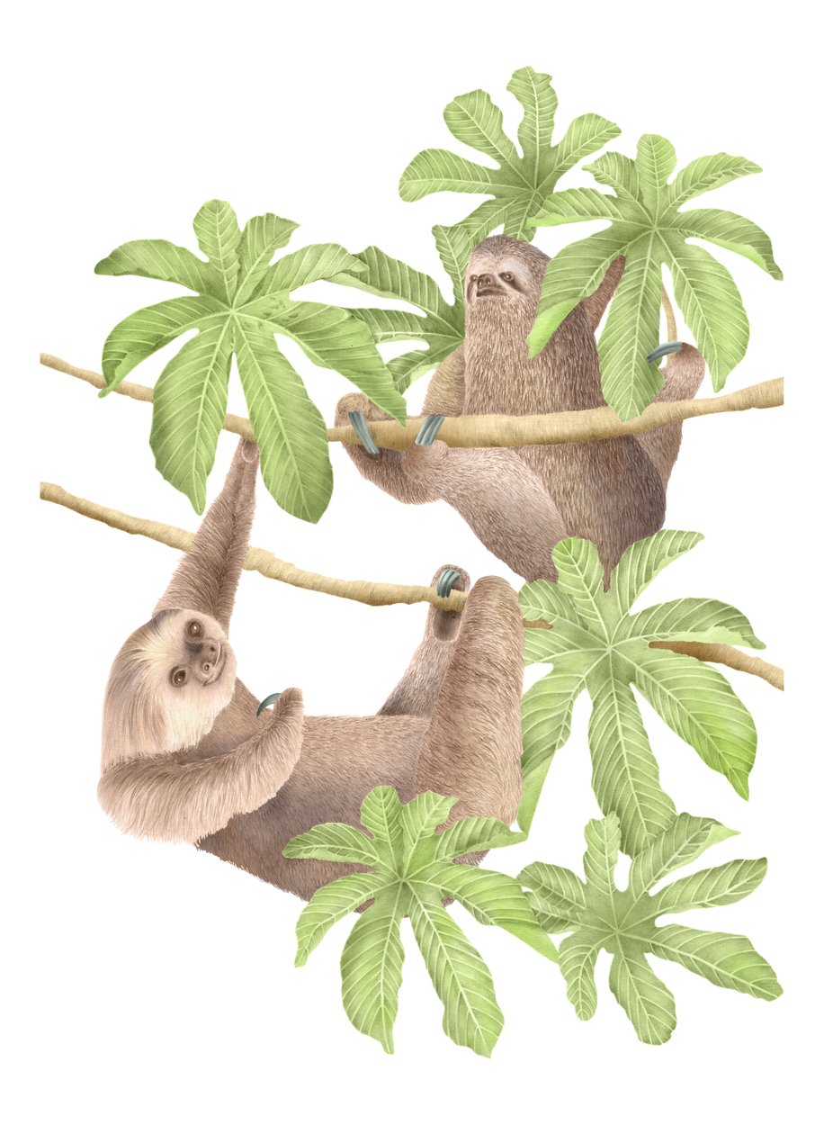 Costa Rica Sloths, 2019 (grafitpenna  digital) av Stacy Hsu