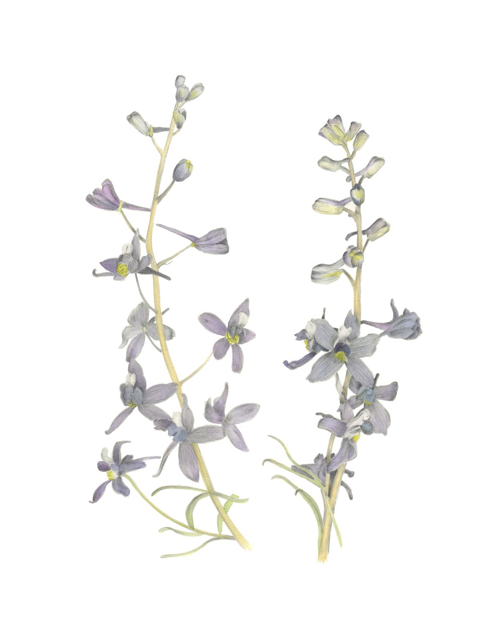Larkspur, 2018 (grafitpenna  akvarell) av Stacy Hsu