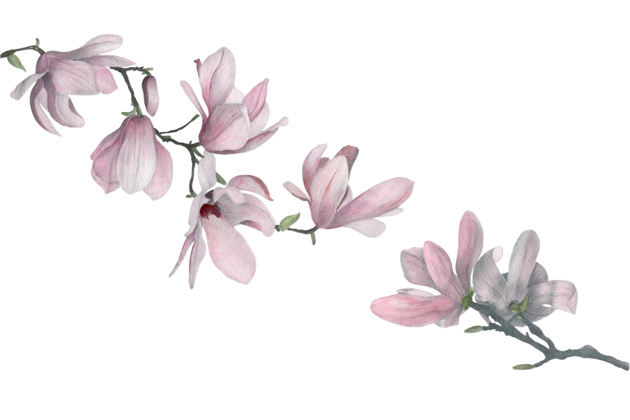 Magnolia, 2015 (grafitpenna och akvarell) av Stacy Hsu