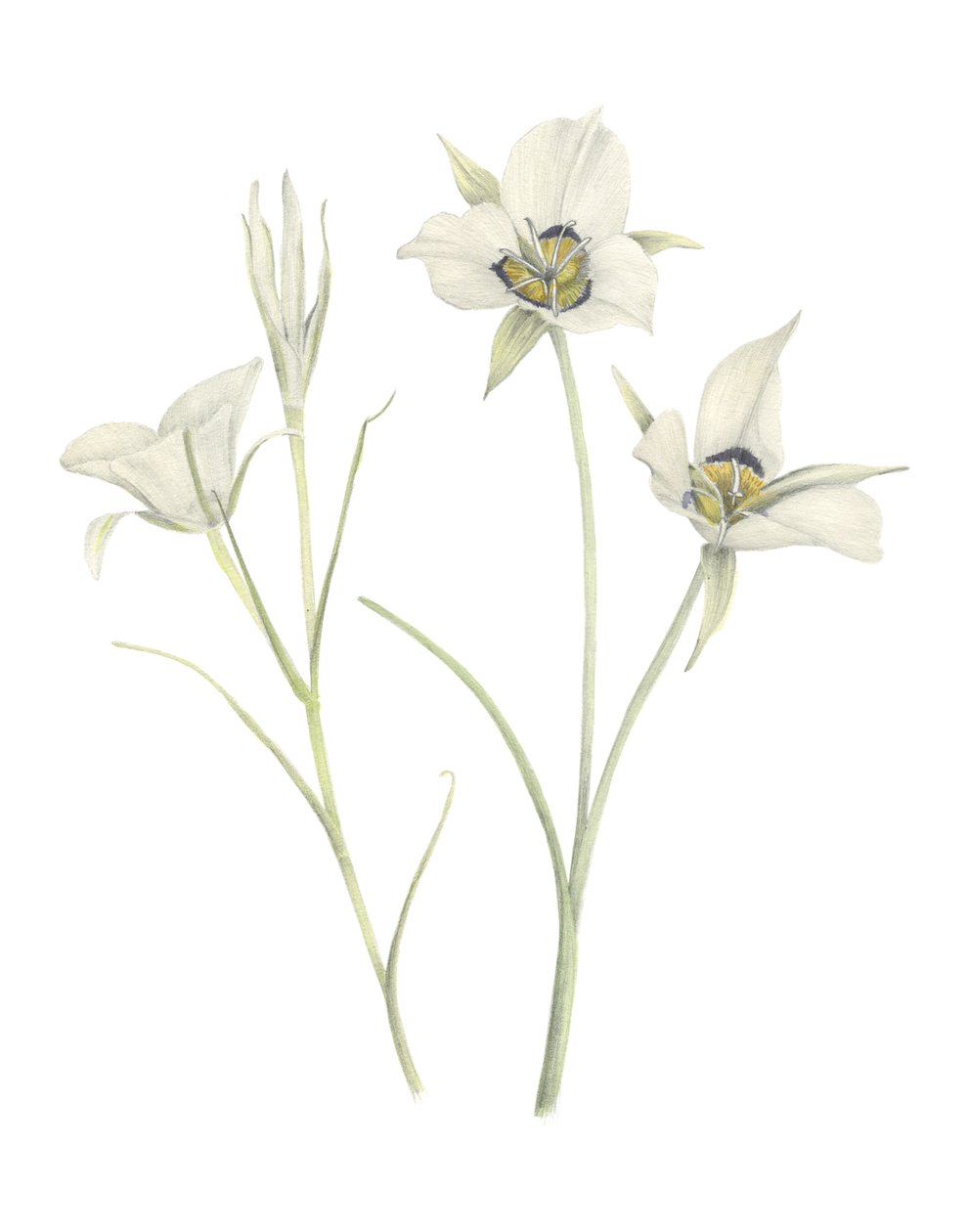 Mariposa Lily, 2018 (grafitpenna  akvarell) av Stacy Hsu