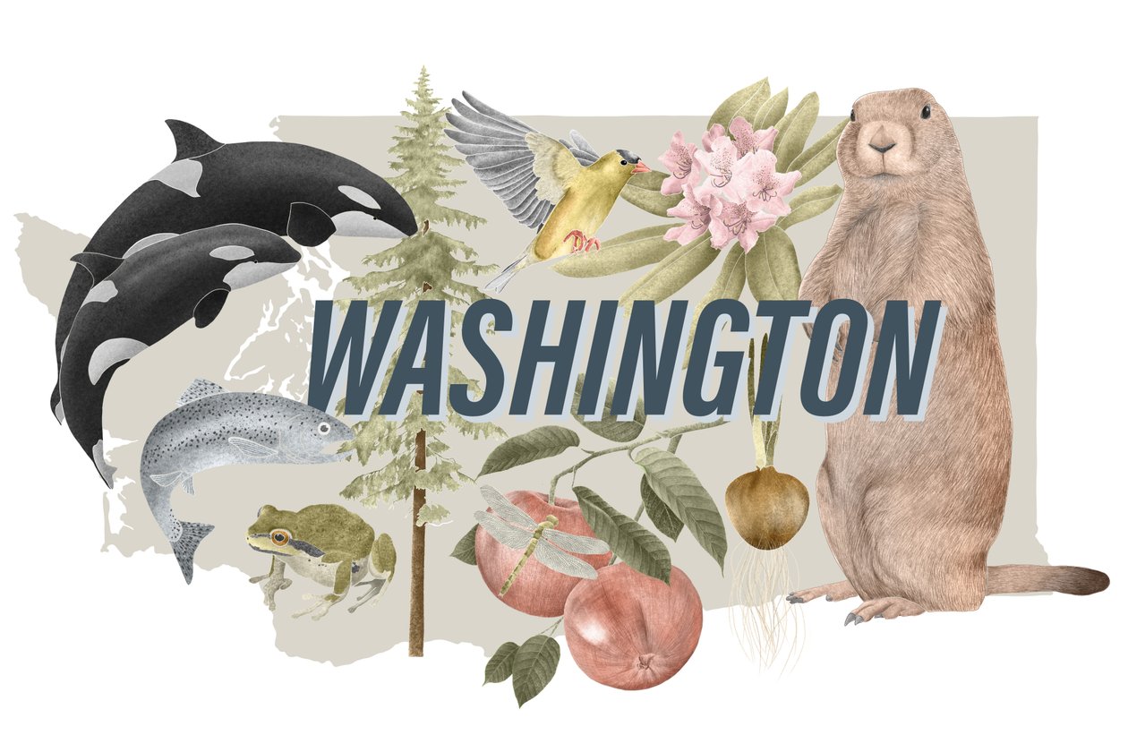 Washington State Symbols, 2018 (grafitpenna  digital) av Stacy Hsu