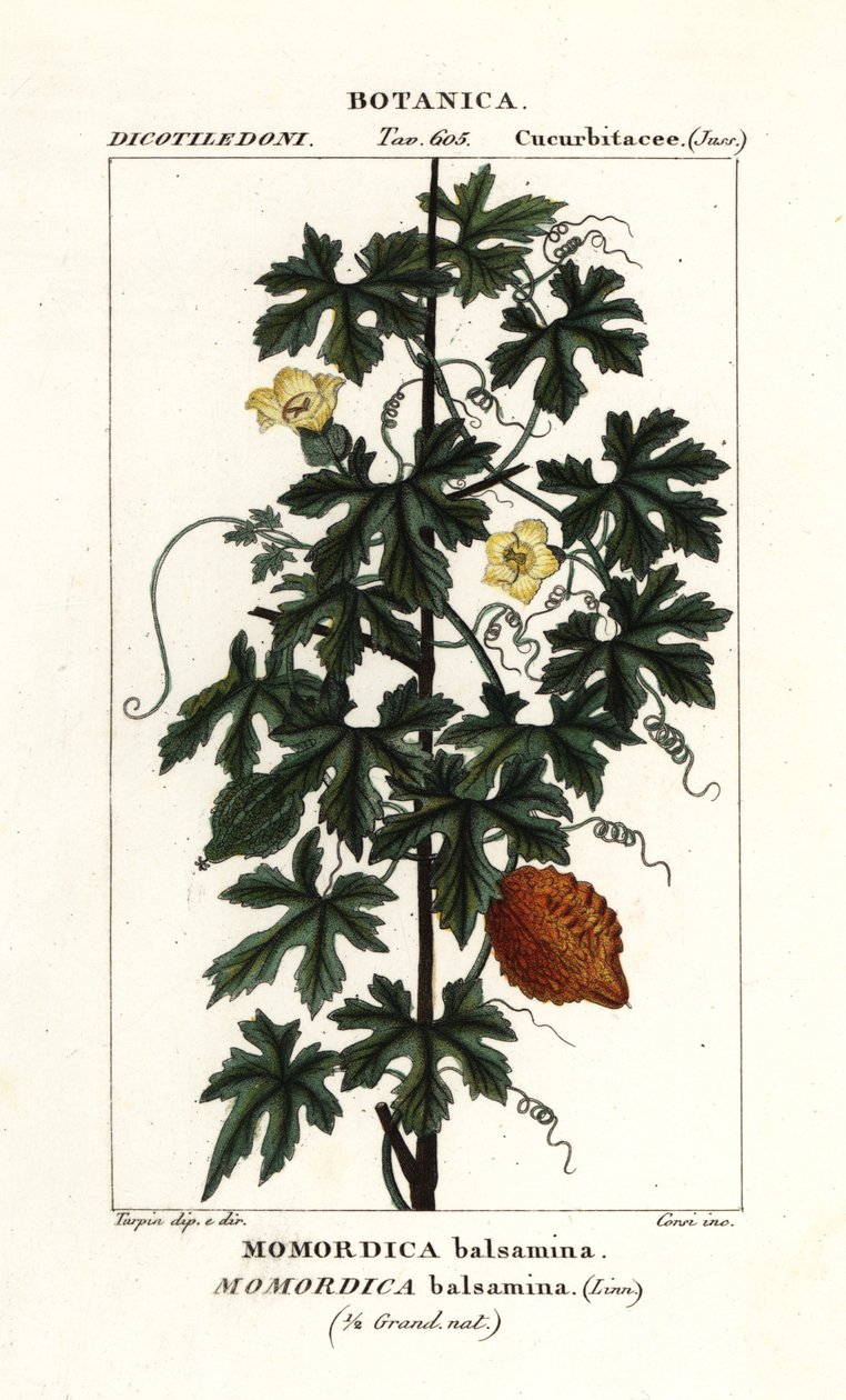Afrikansk gurka, Momordica balsamina av Stanghi Stanghi