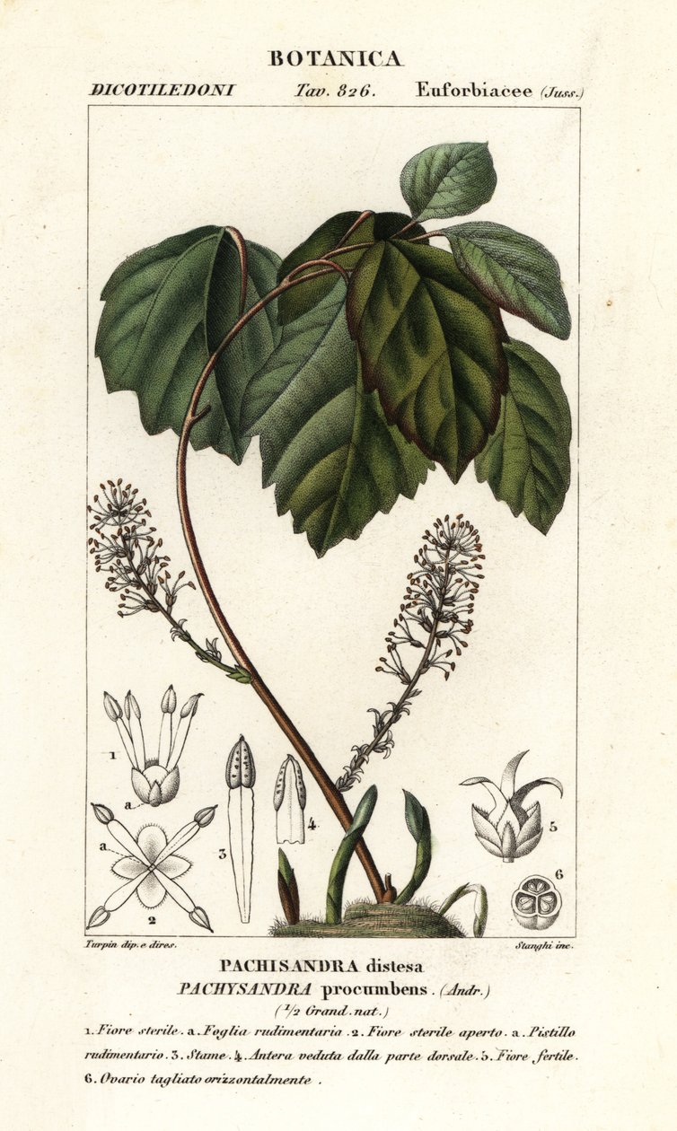 Allegheny rodnad, Pachysandra framskjuten av Stanghi Stanghi