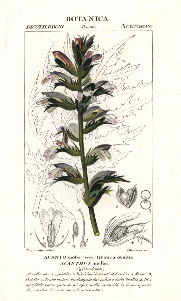 Björnbyxor eller brygga, Acanthus mollis av Stanghi Stanghi