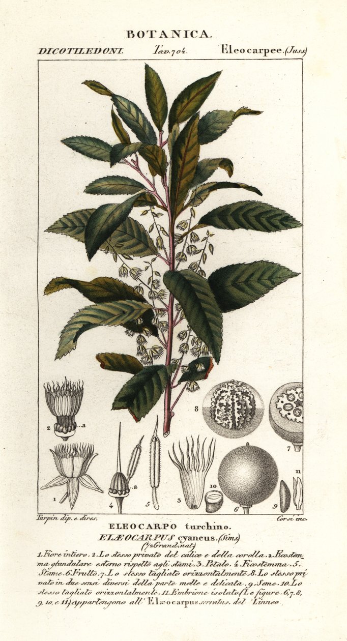 Blåbärsaska, Elaeocarpus cyaneus av Stanghi Stanghi
