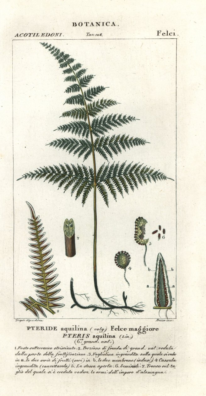Vanlig broms eller broms, Pteridium aquilinum av Stanghi Stanghi
