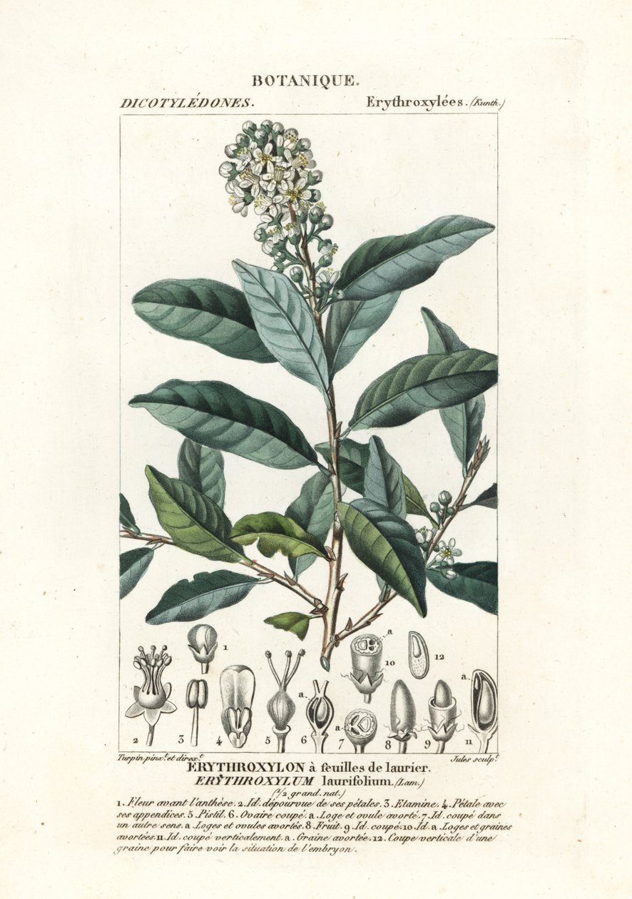 Erythroxylum laurifolium av Stanghi Stanghi