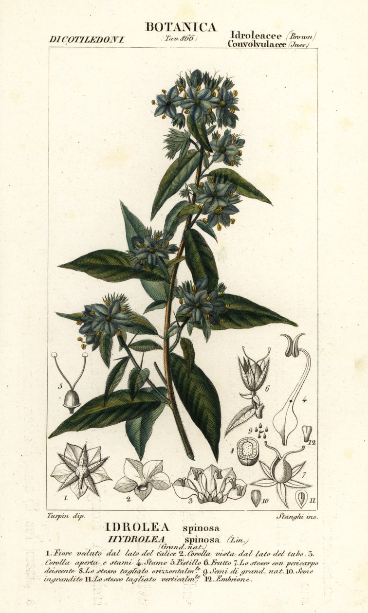 Falskt fiolblad, Hydrolea spinosa av Stanghi Stanghi