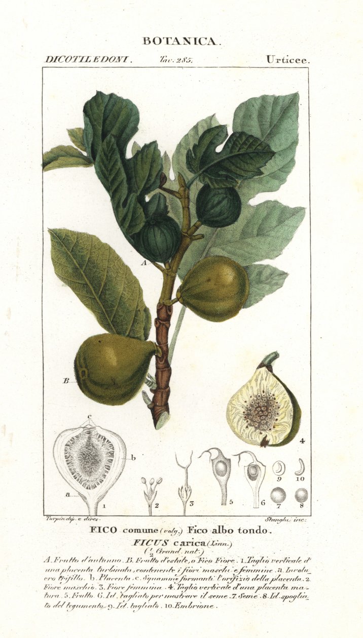 Fikonträd och frukt, Ficus carica av Stanghi Stanghi
