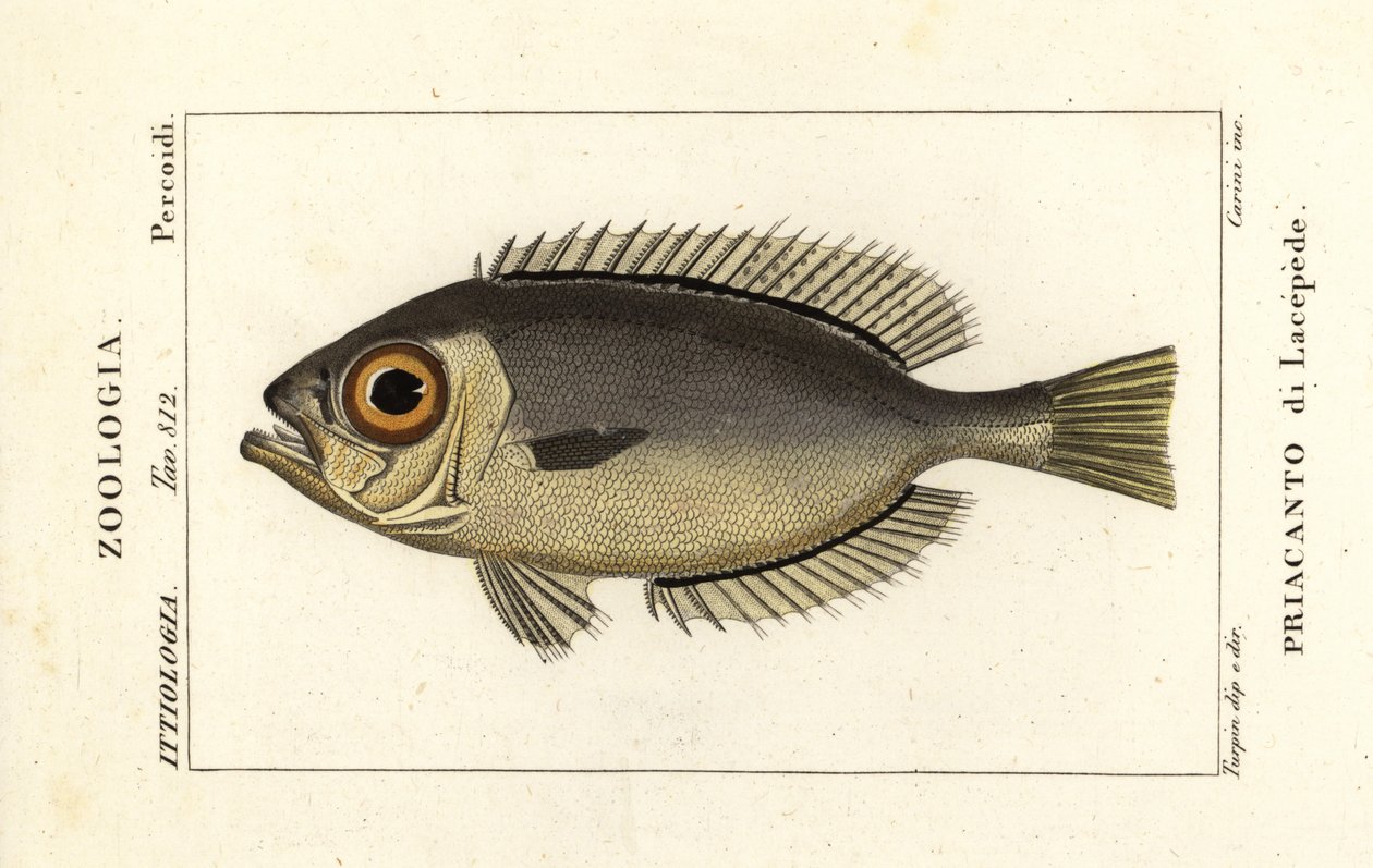 Glasöga storögd, Heteropriacanthus cruentatus av Stanghi Stanghi