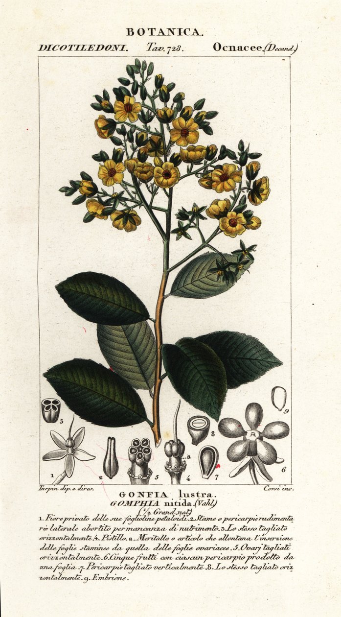Gomphia nitida av Stanghi Stanghi