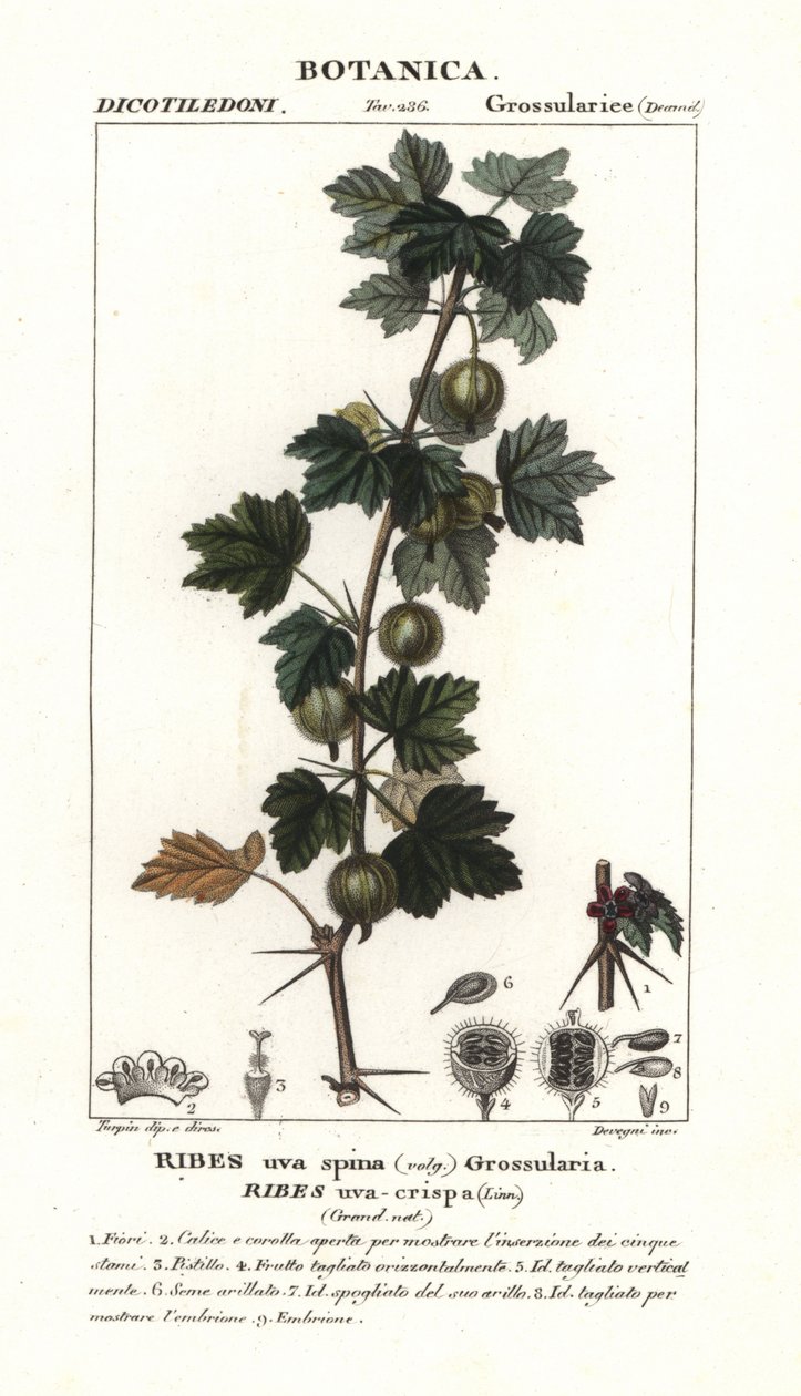 Krusbär, Ribes uva-crispa av Stanghi Stanghi