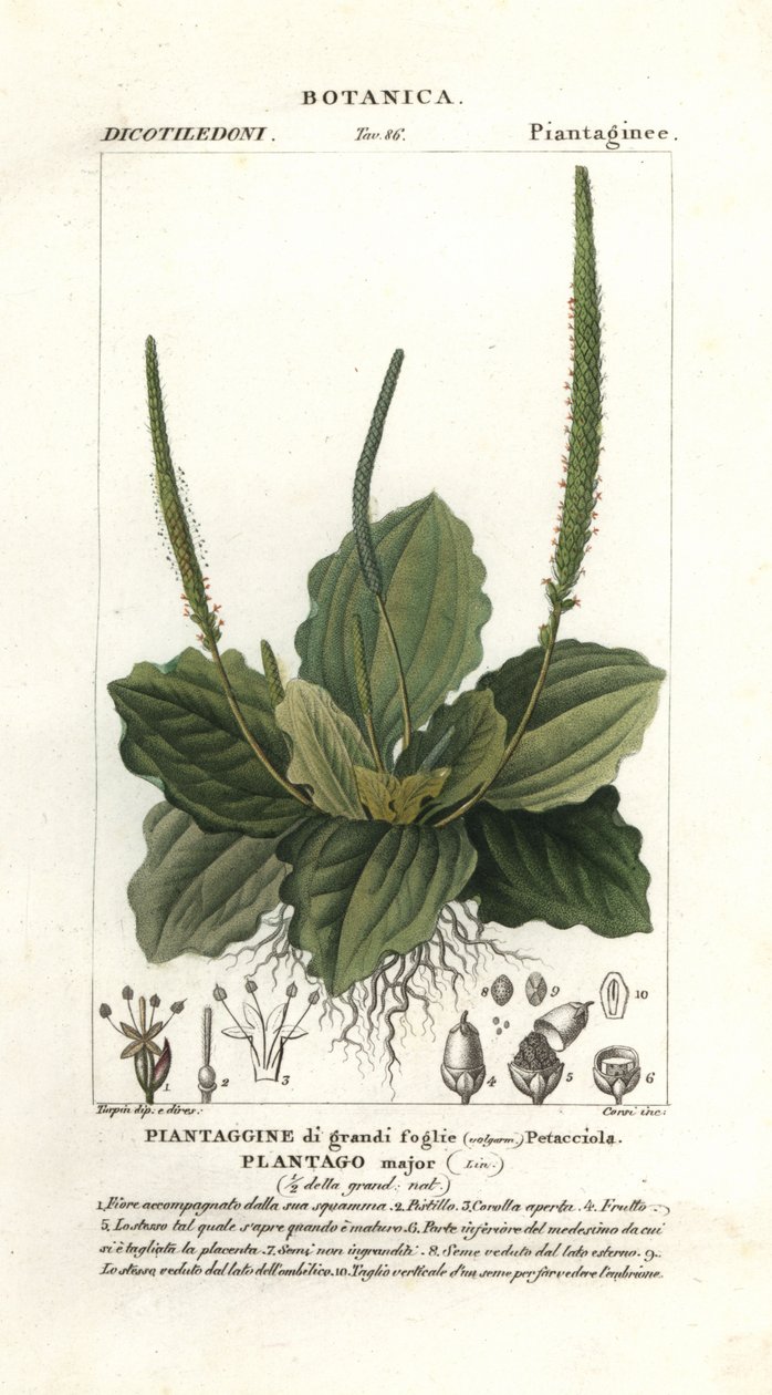 Stor groblad, Plantago major av Stanghi Stanghi