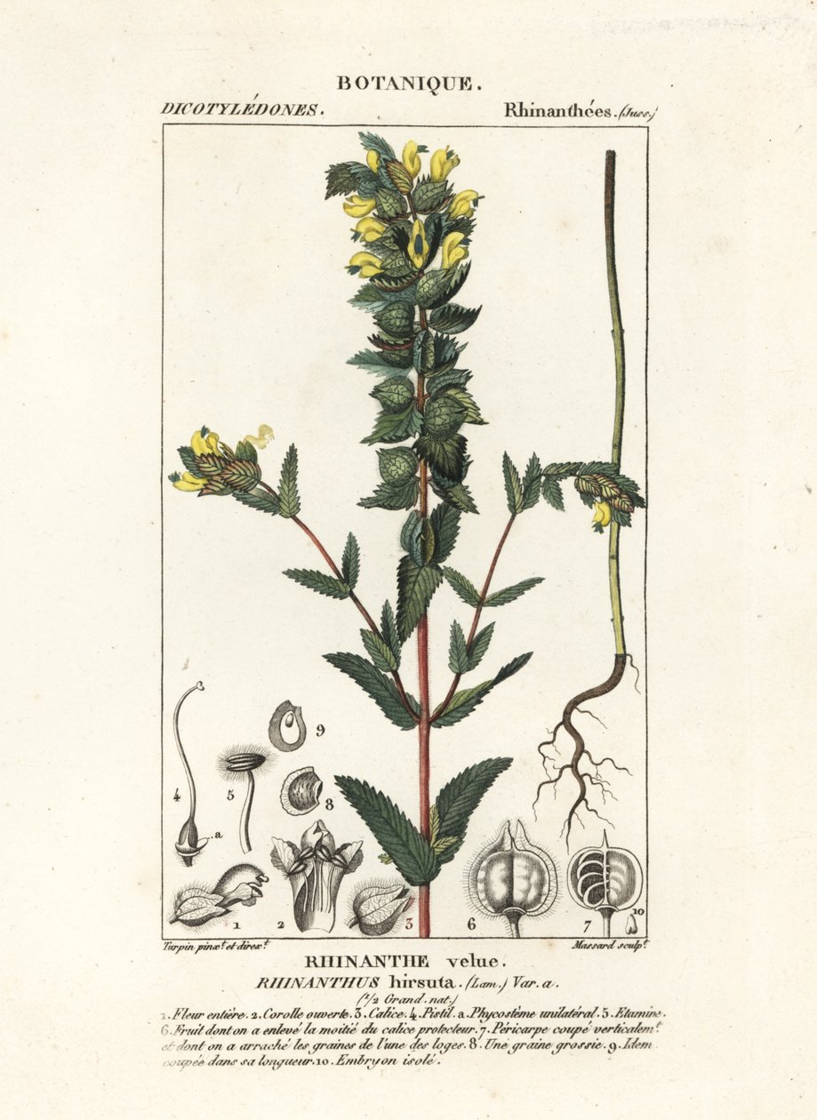 Större gul skallra, Rhinanthus alectorolophus av Stanghi Stanghi