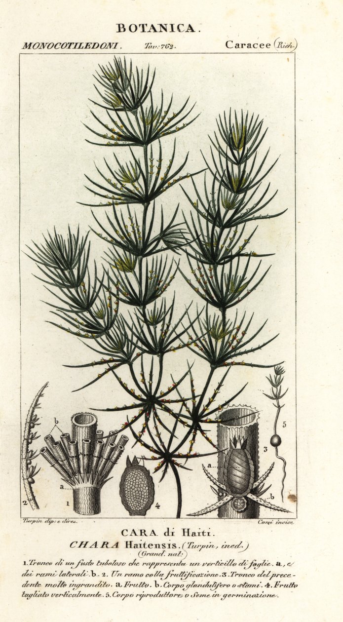 Grönalger, Chara hydensis av Stanghi Stanghi