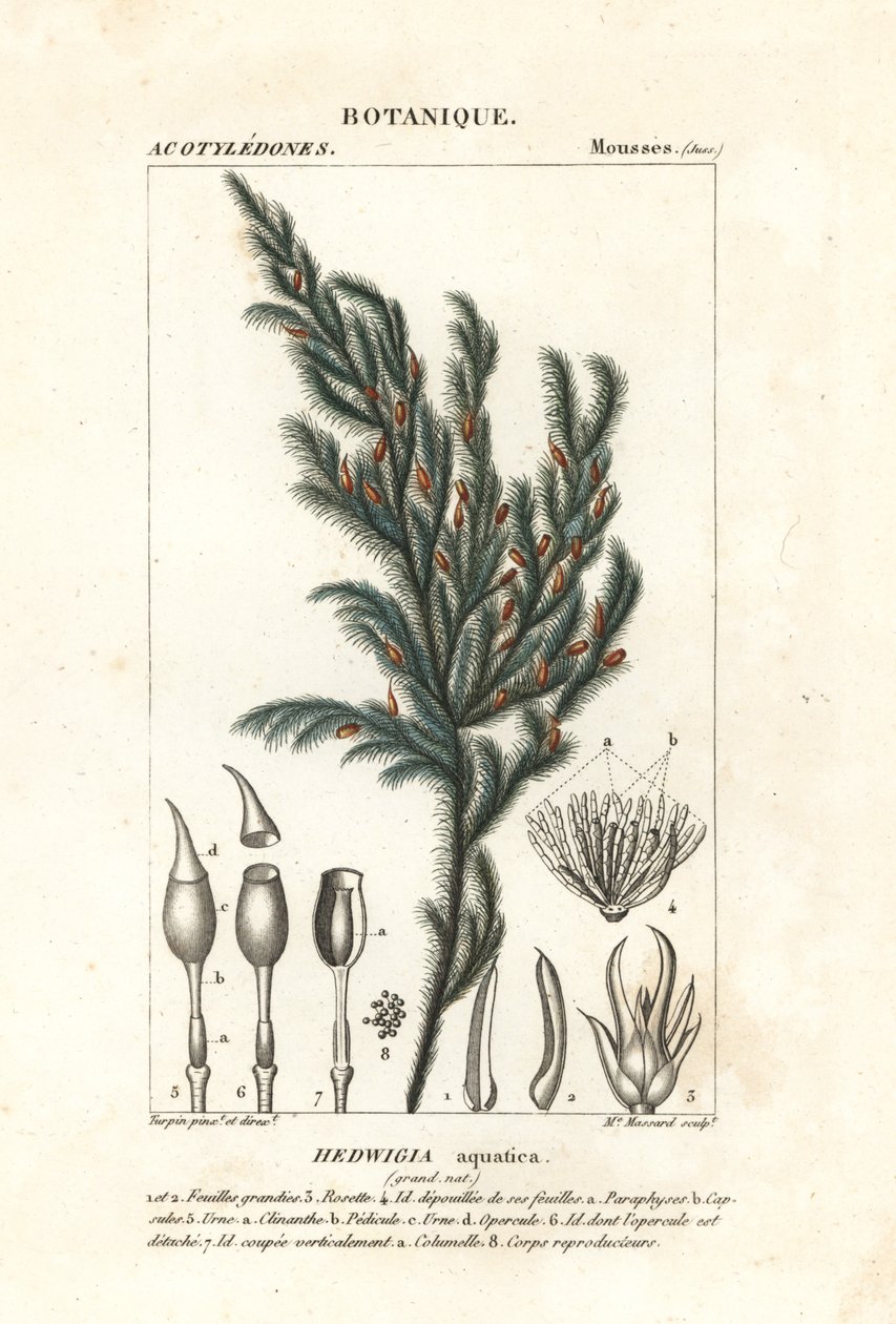 Hedwigia aquatica mossa av Stanghi Stanghi