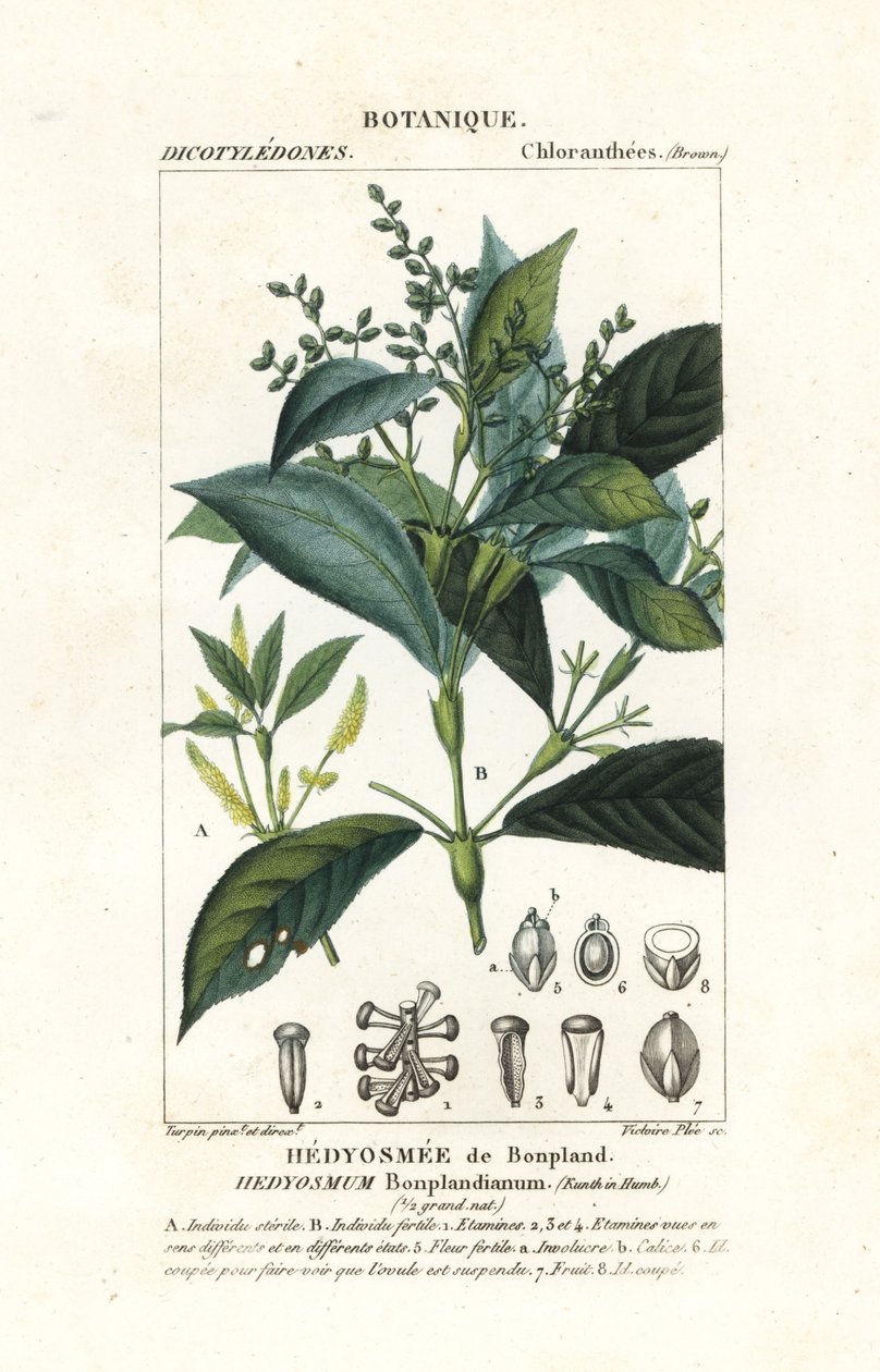 Hedyosmum bonplandianum, Kunth av Stanghi Stanghi