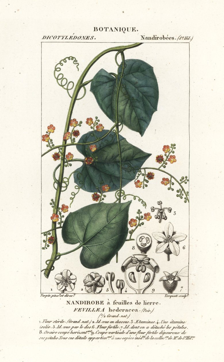 Javillo eller motgift kakong, Fevillea cordifolia av Stanghi Stanghi