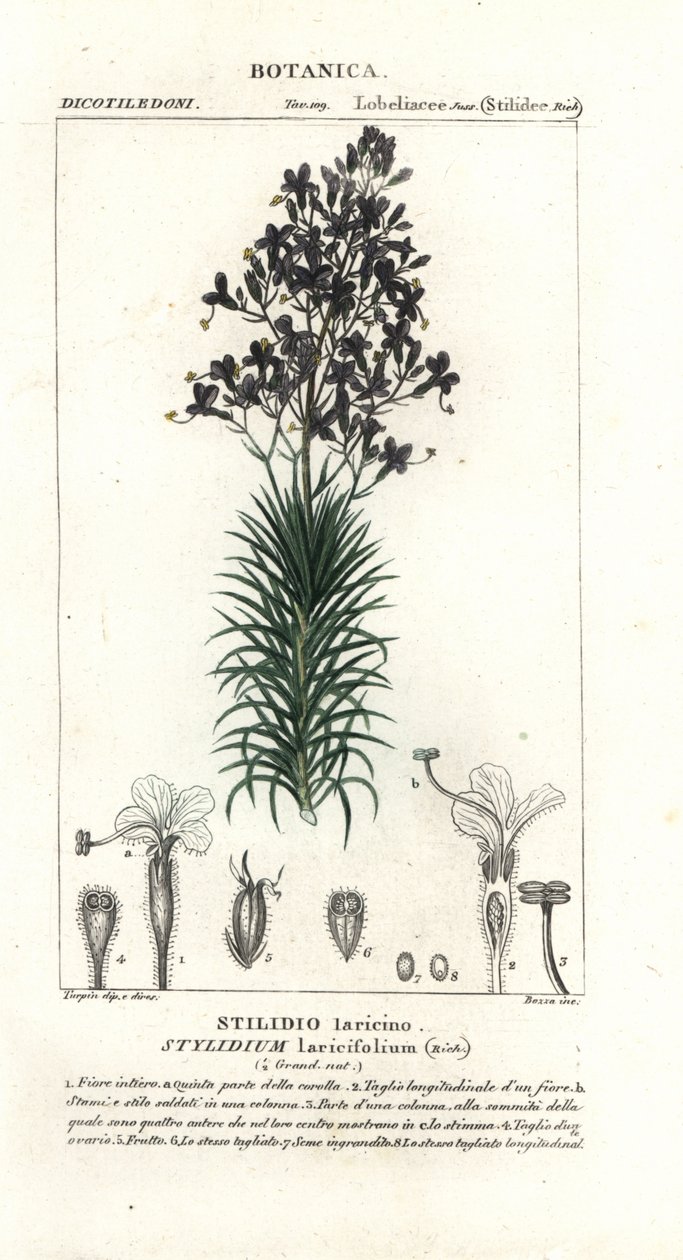 Lärkblad eller trädtriggerplanta, Stylidium laricifolium av Stanghi Stanghi
