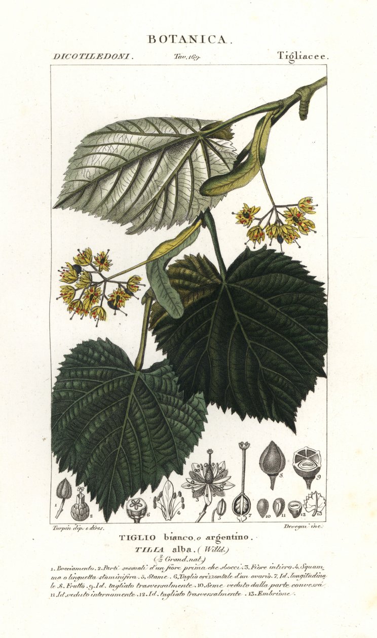 Lind eller lind, Tilia alba av Stanghi Stanghi