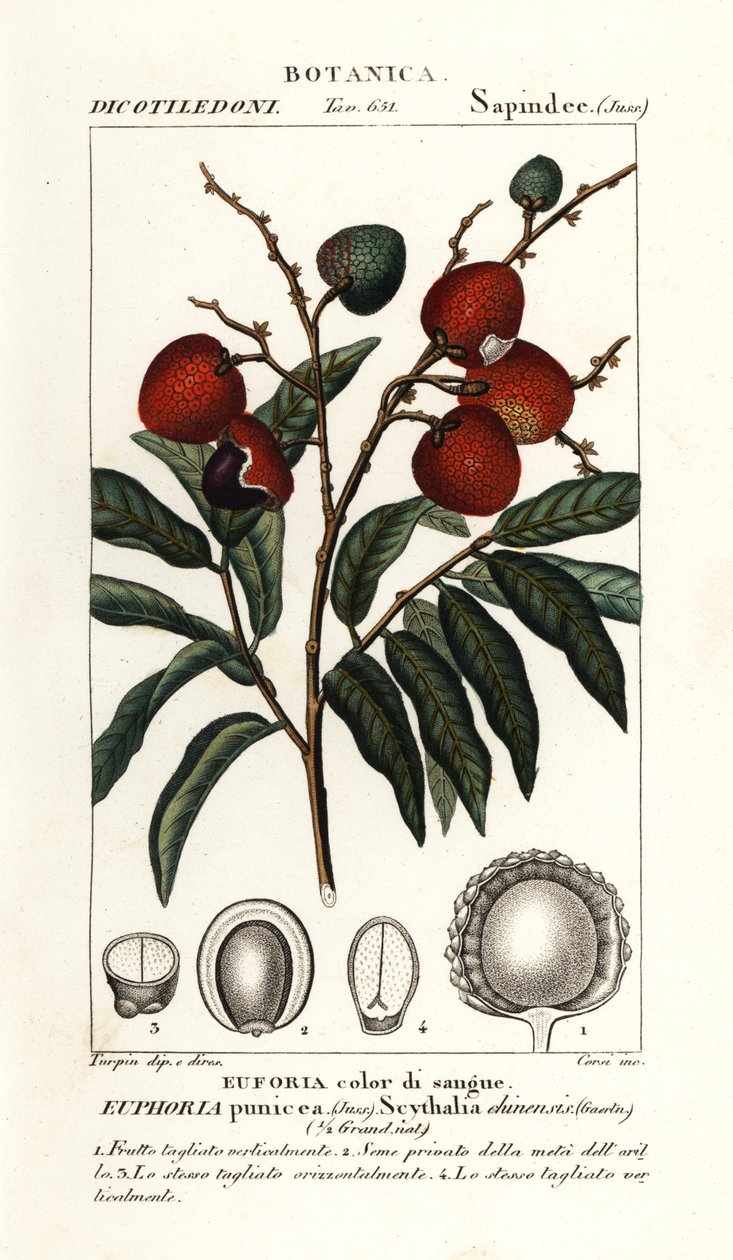 Litchifrukt, Litchi chinensis av Stanghi Stanghi