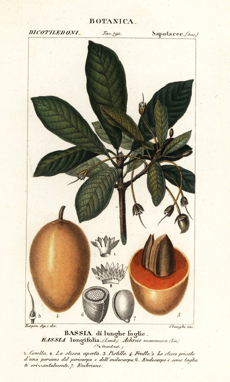 Mahuwa-träd, Madhuca longifolia av Stanghi Stanghi