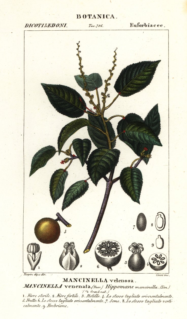 Manchineel eller strandäppelträd, Hippomane mancinella av Stanghi Stanghi