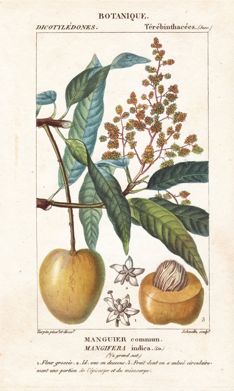 Mangofrukt och sektion, Mangifera indica av Stanghi Stanghi
