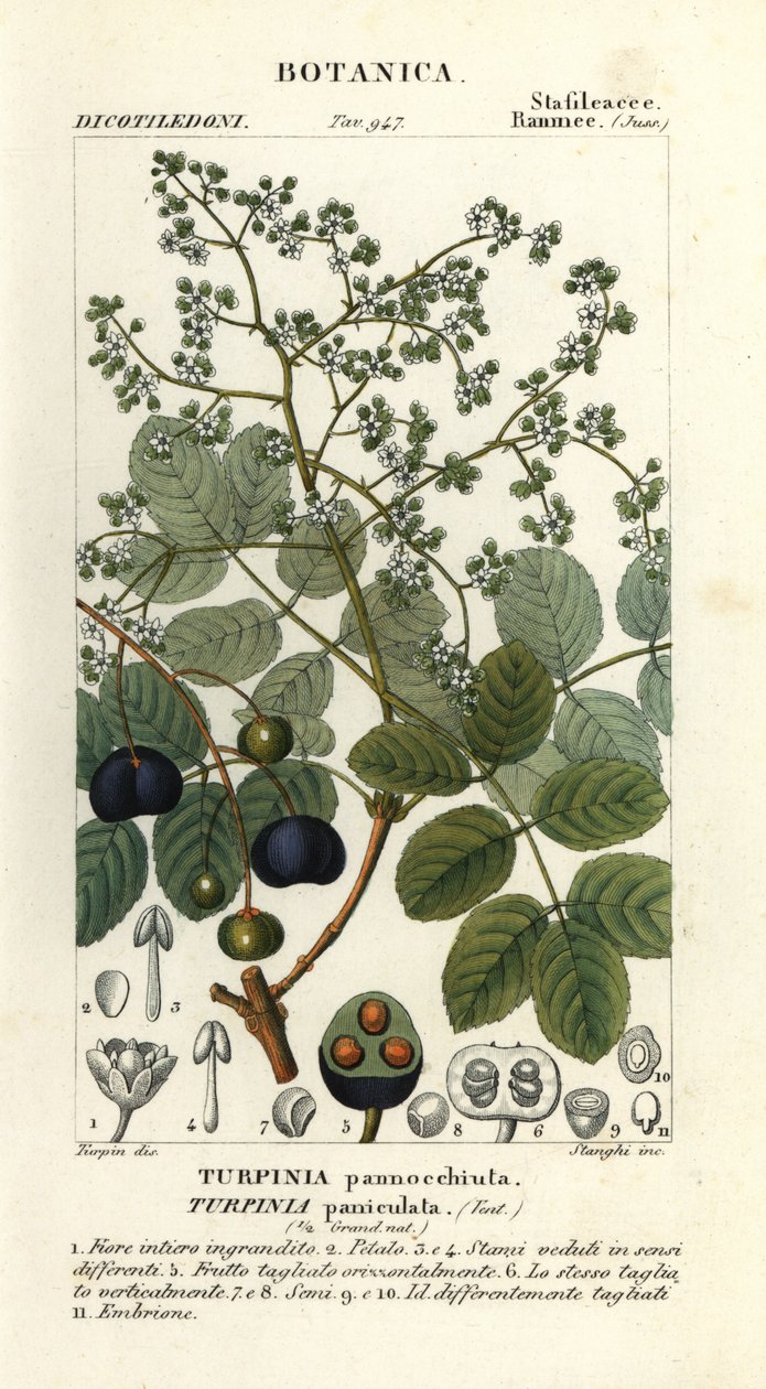 Fårkött, Turpinia occidentalis av Stanghi Stanghi