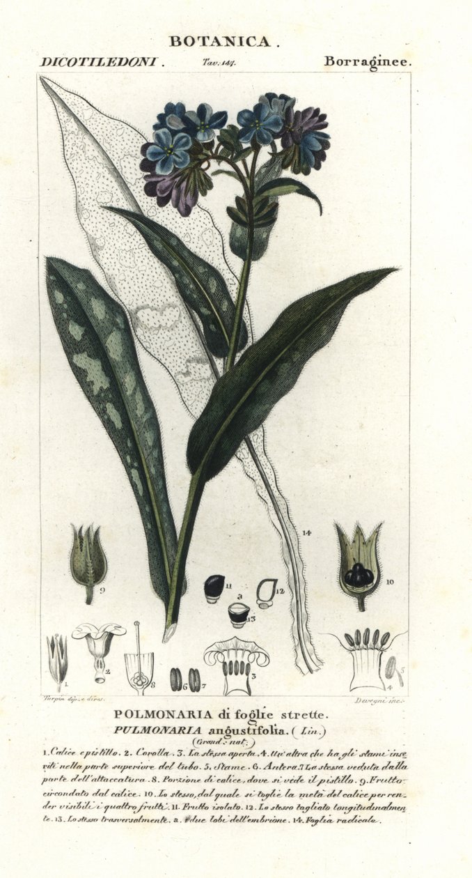 Smalbladig lungört, Pulmonaria angustifolia av Stanghi Stanghi