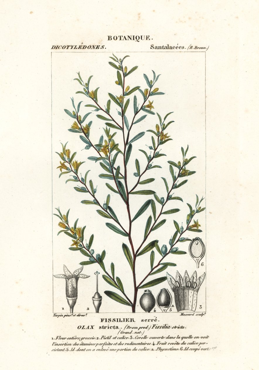 Olax stricta av Stanghi Stanghi
