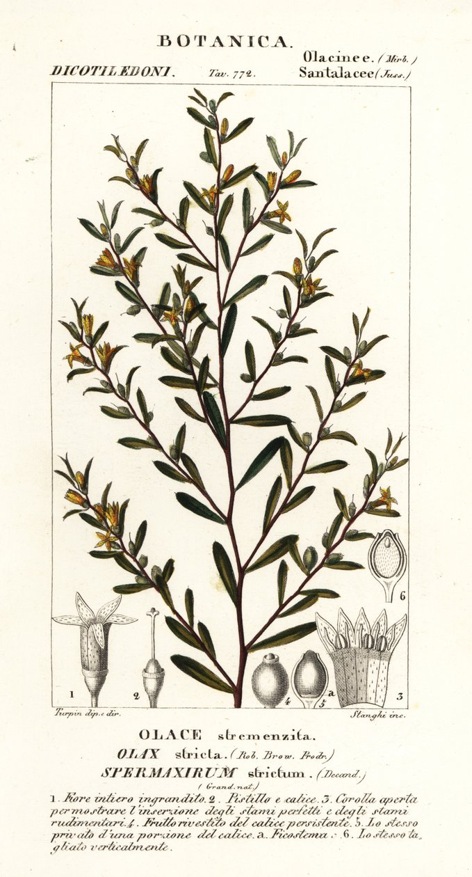 Olax stricta av Stanghi Stanghi