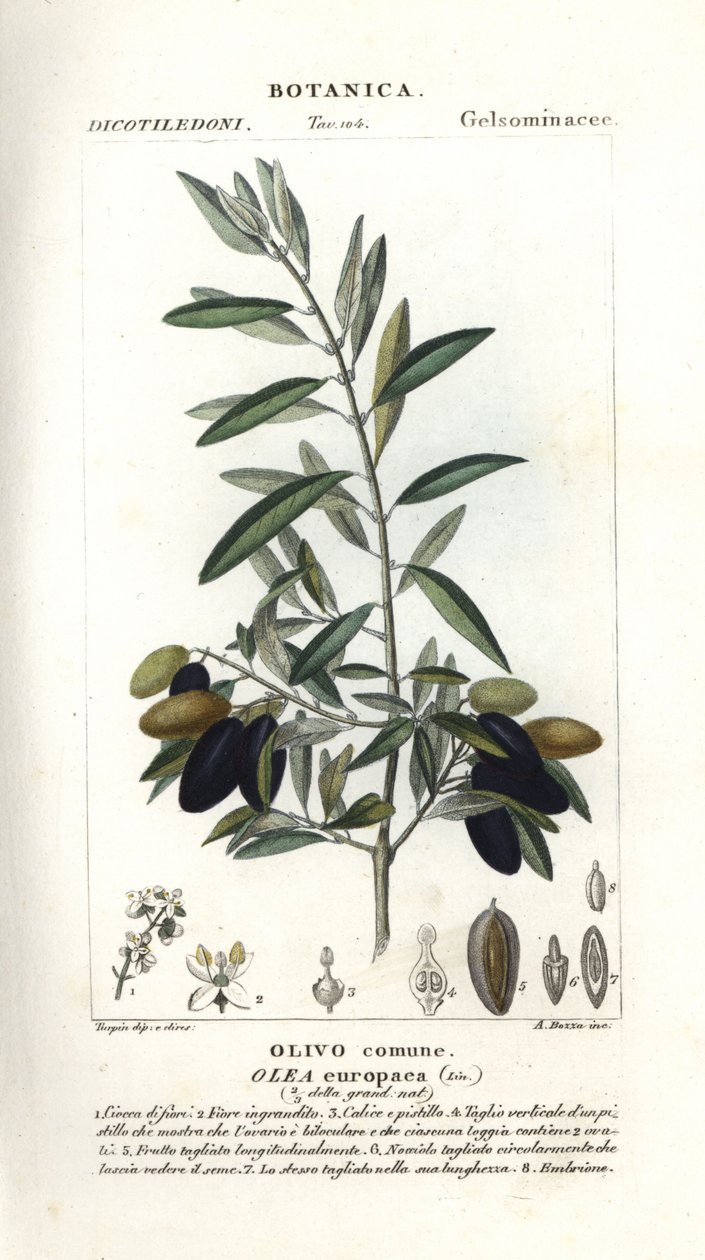 Olive tree, Olea europaea av Stanghi Stanghi