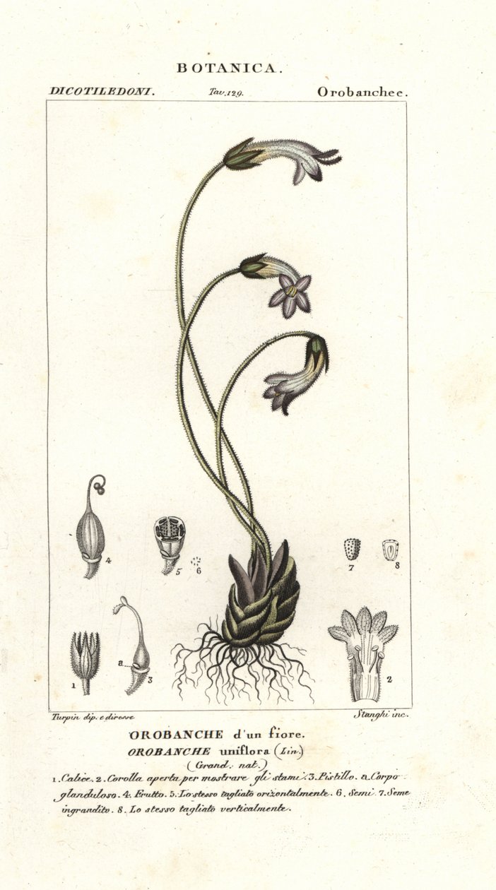 Enblommig kvast, Orobanche uniflora av Stanghi Stanghi