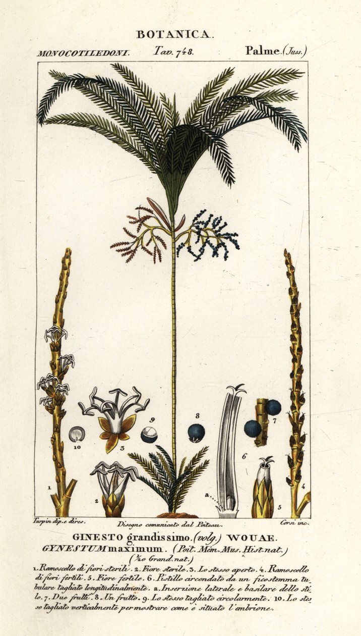 Palmträd, Geonoma maxima av Stanghi Stanghi