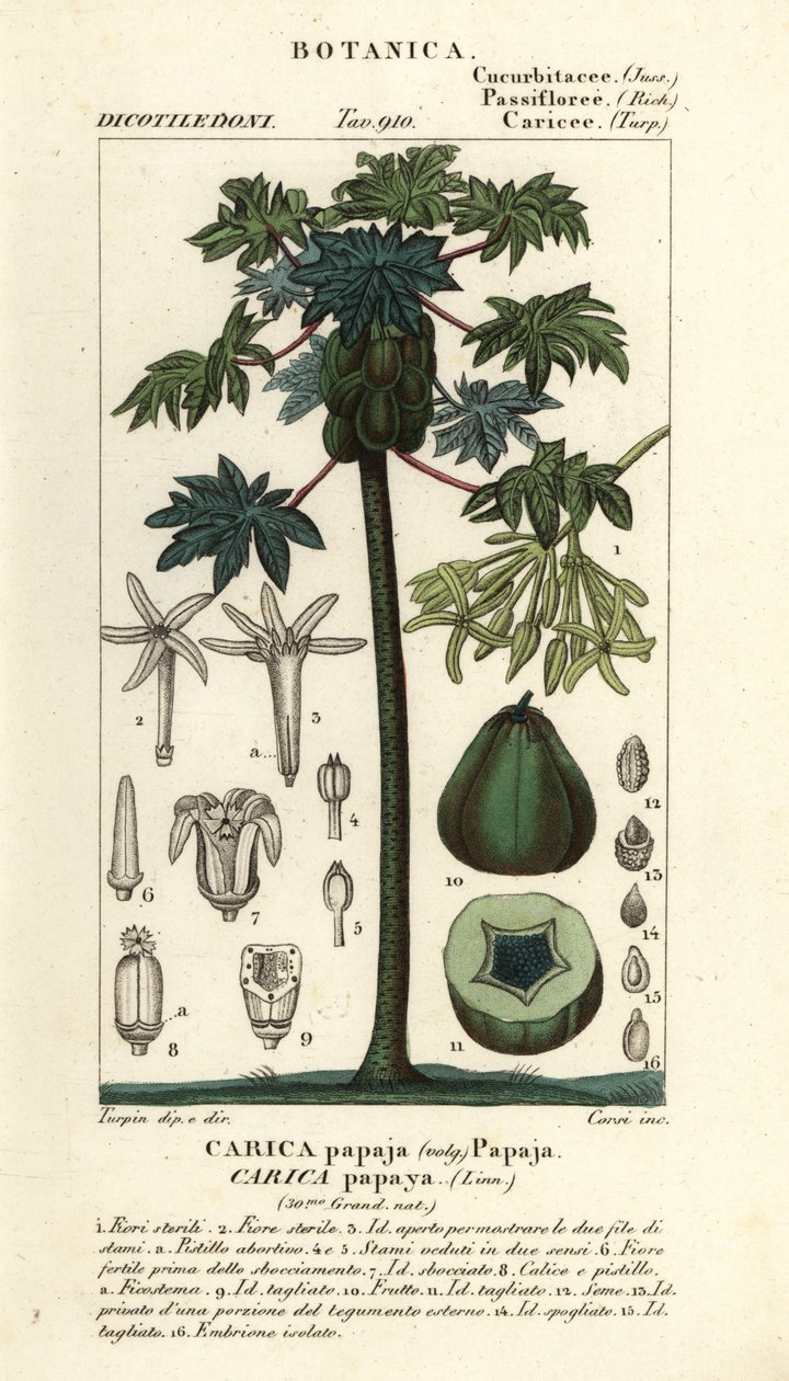 Papaya, papaw eller pawpaw träd och frukt, Carica papaya av Stanghi Stanghi