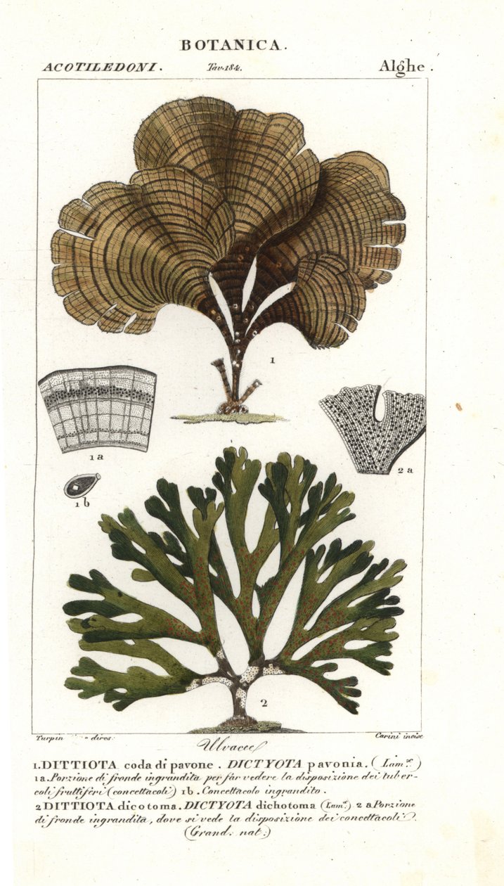 Påfågelsvans, Padina pavonica 1 och Dictyota dichotoma 2 av Stanghi Stanghi