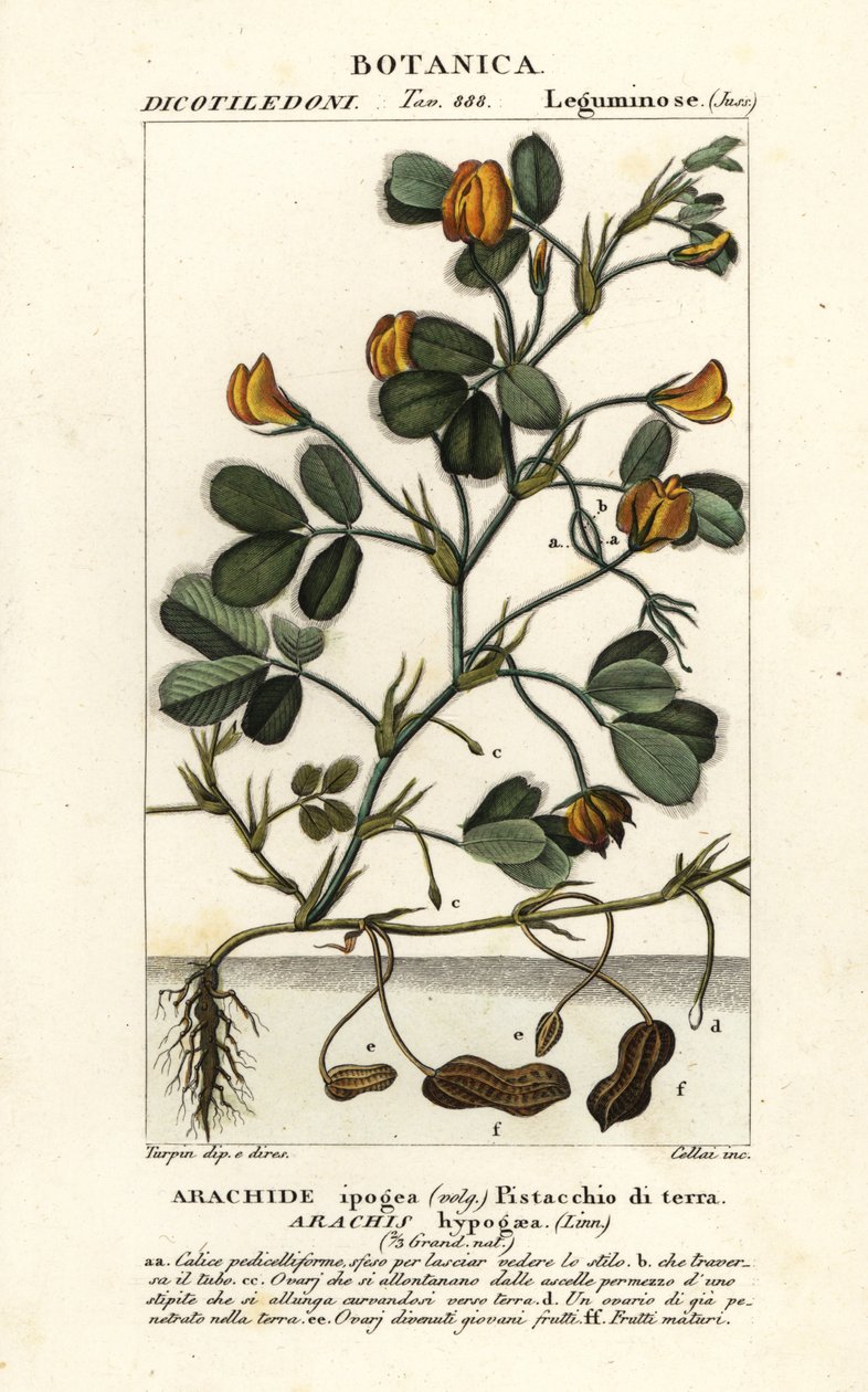 Jordnöt eller jordnöt, Arachis hypogaea av Stanghi Stanghi