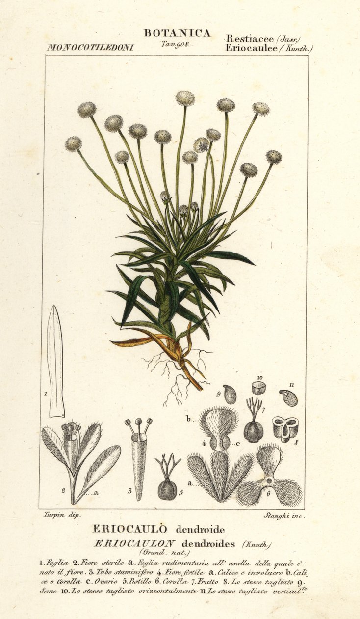 Rörört, Paepalanthus dendroides av Stanghi Stanghi