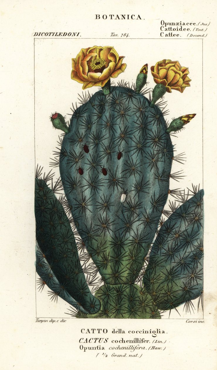 Prickly pear, Nopalea cochenillifera av Stanghi Stanghi