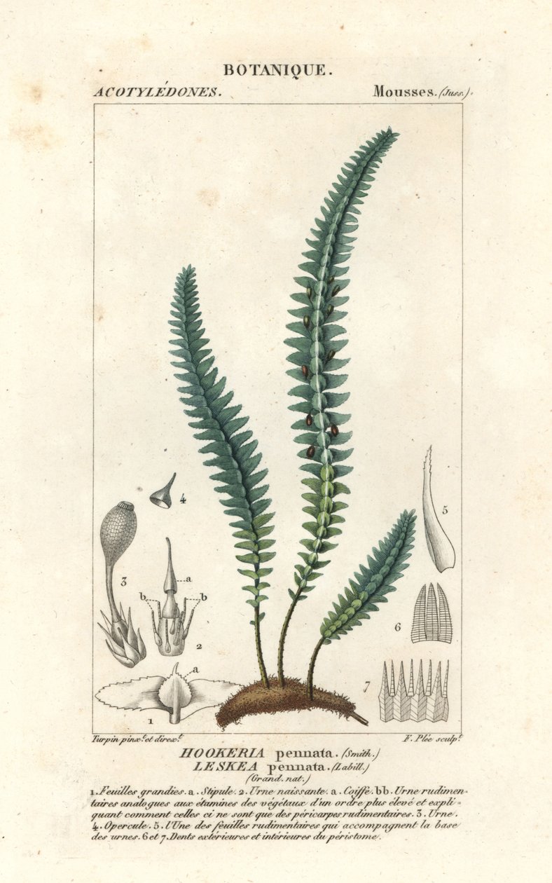 Pengmossa eller falsk ormbunkemossa, Cyathophorum bulbosum av Stanghi Stanghi