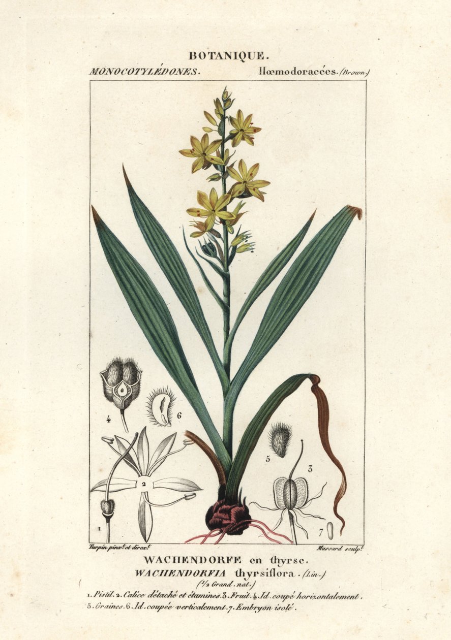 Röd rot, Wachendorfia thyrsiflora av Stanghi Stanghi