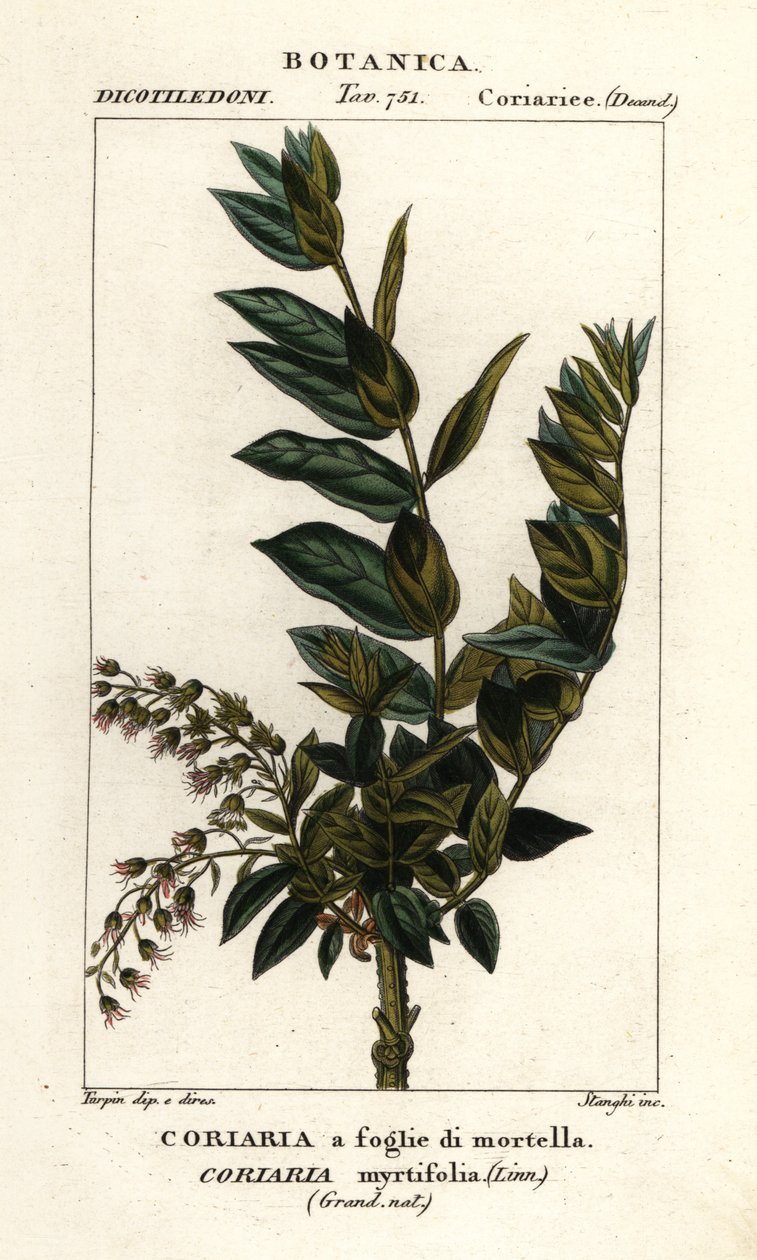 Redoulträd, Coriaria myrtifolia av Stanghi Stanghi