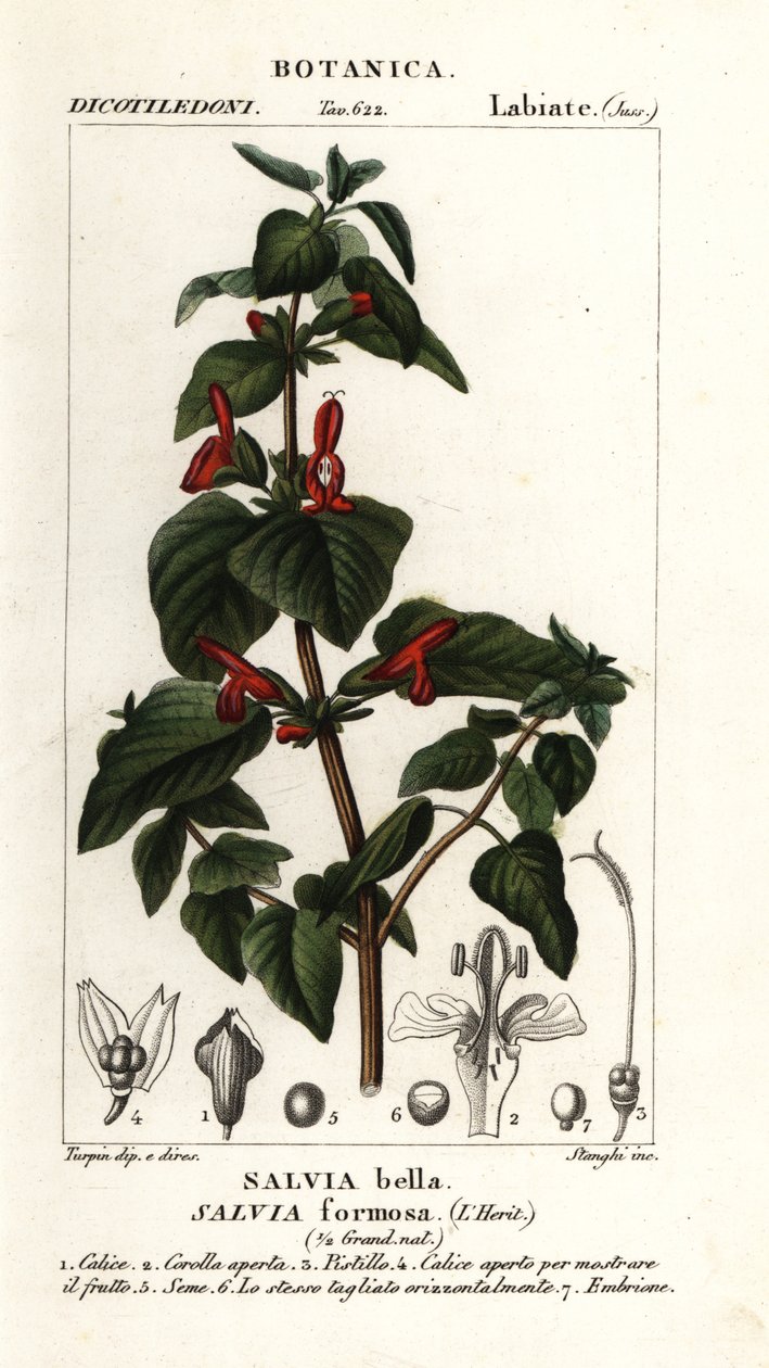 Glansbladig salvia, Salvia formosa av Stanghi Stanghi