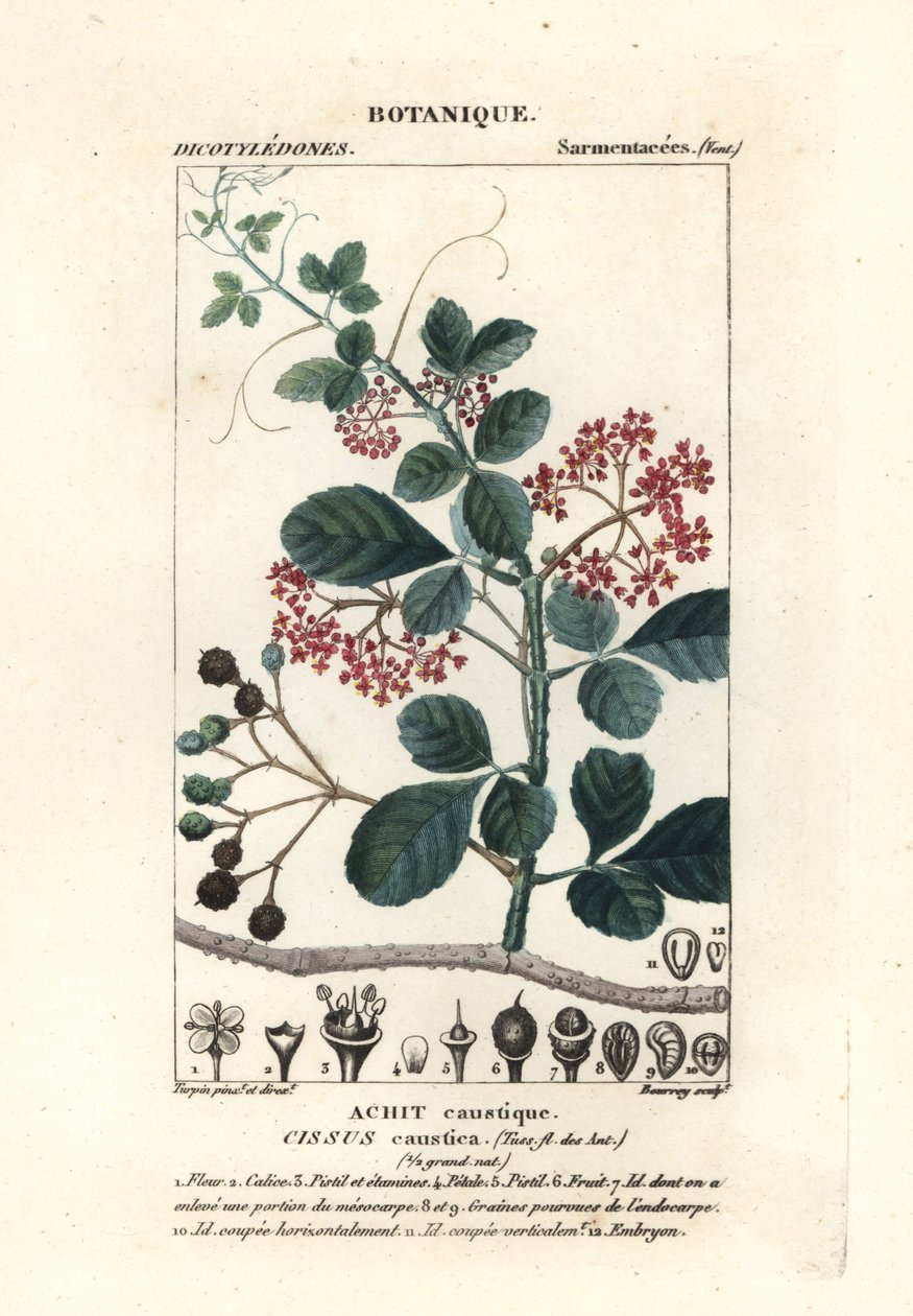 Skedbladsträd, Cissus obovata av Stanghi Stanghi