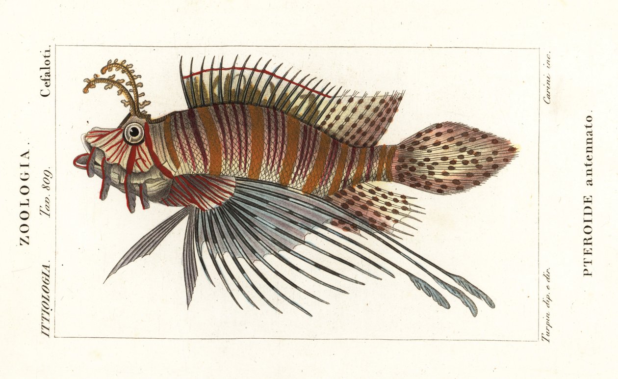 Spotfin lejonfisk, Pterois antennata av Stanghi Stanghi