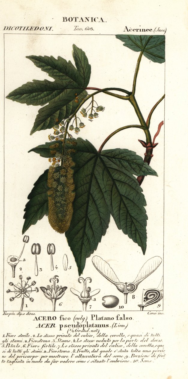 Sycamore lönn eller planetree lönn, Acer pseudoplatanus av Stanghi Stanghi