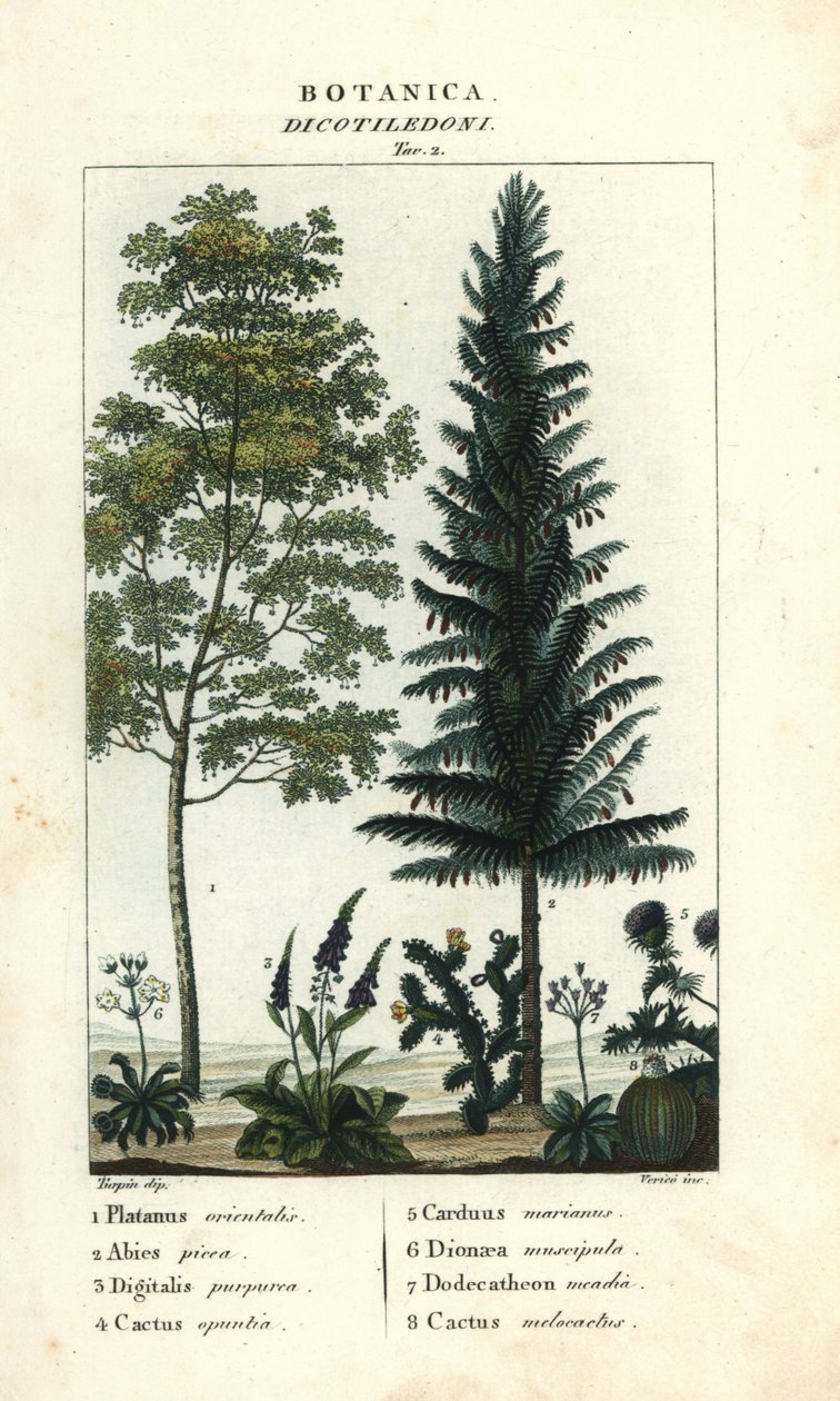 Sycamore, silvergran, fingerborgshandske, prickly pear, etc av Stanghi Stanghi