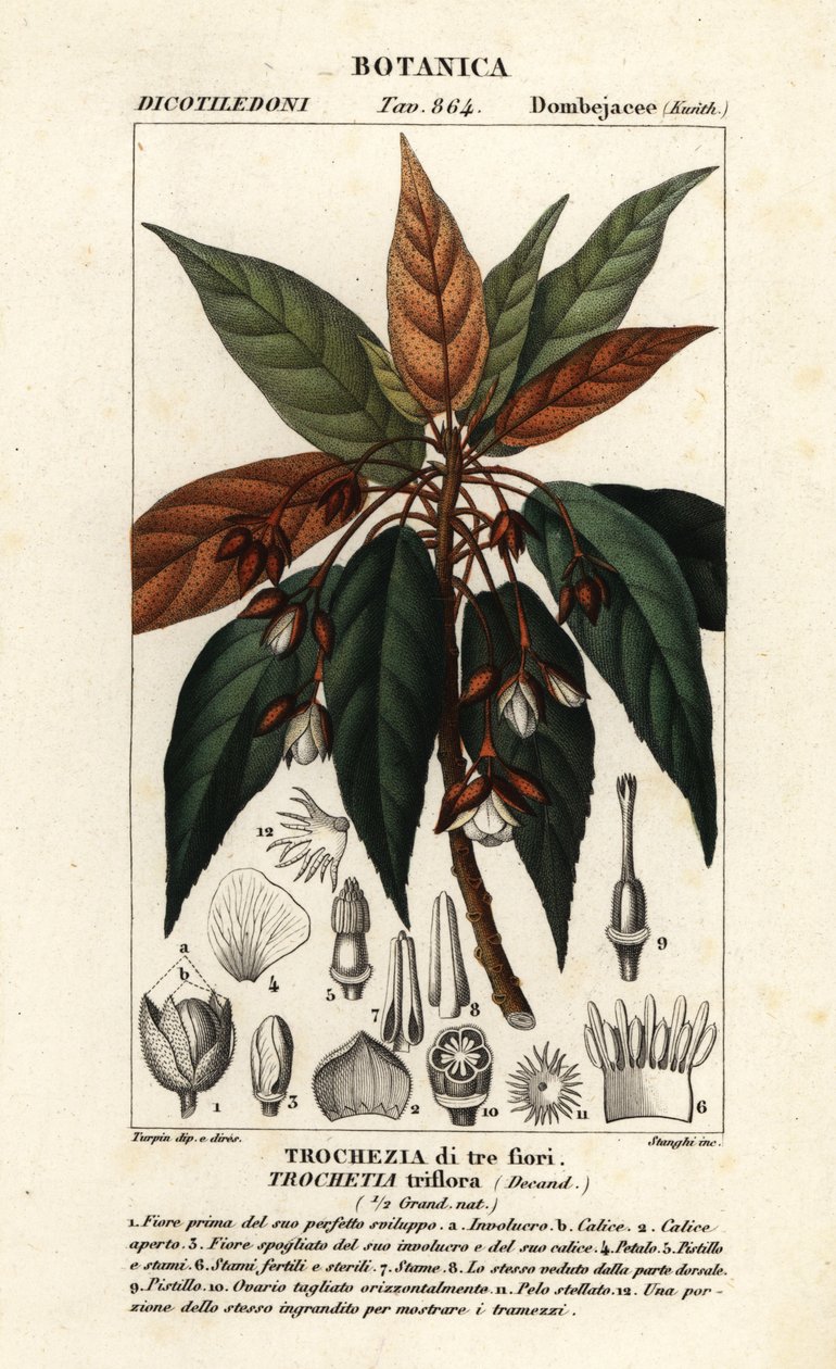Trochetia triflora av Stanghi Stanghi