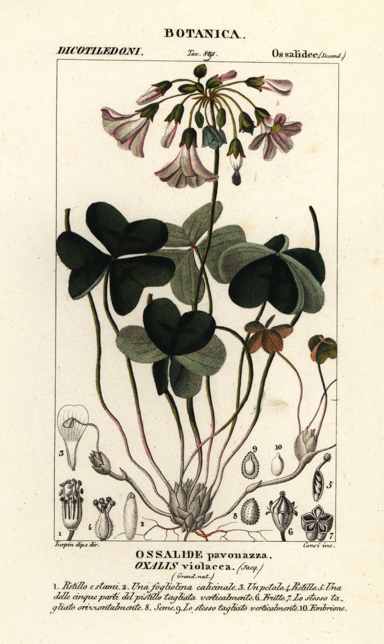 Violskogssort, Oxalis violacea av Stanghi Stanghi